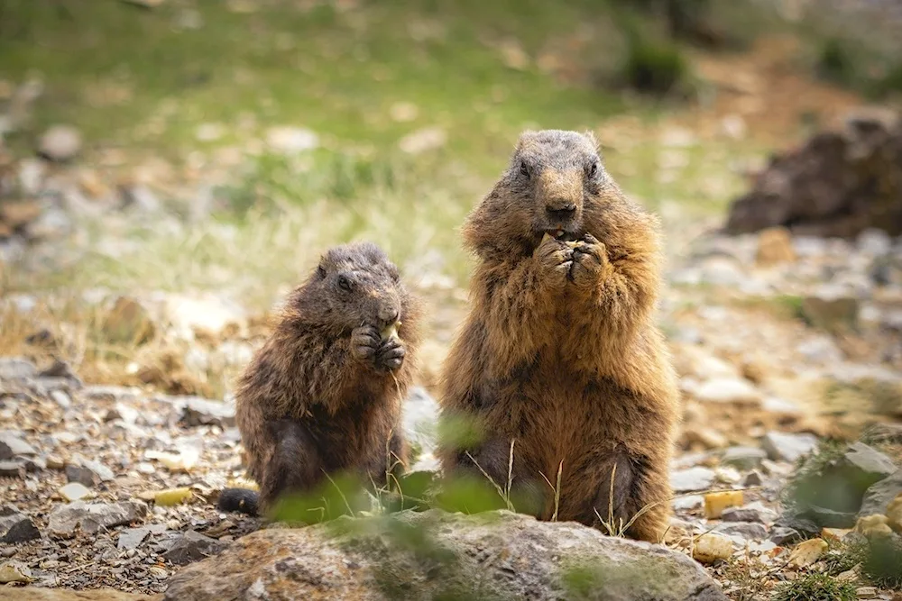 Alpine marmot Baibak