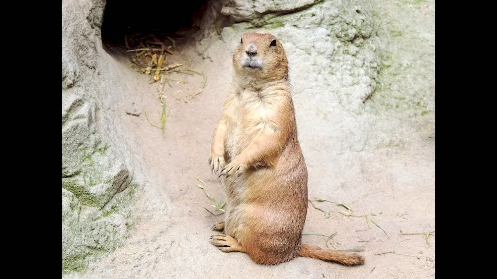 Yellow-bellied marmot