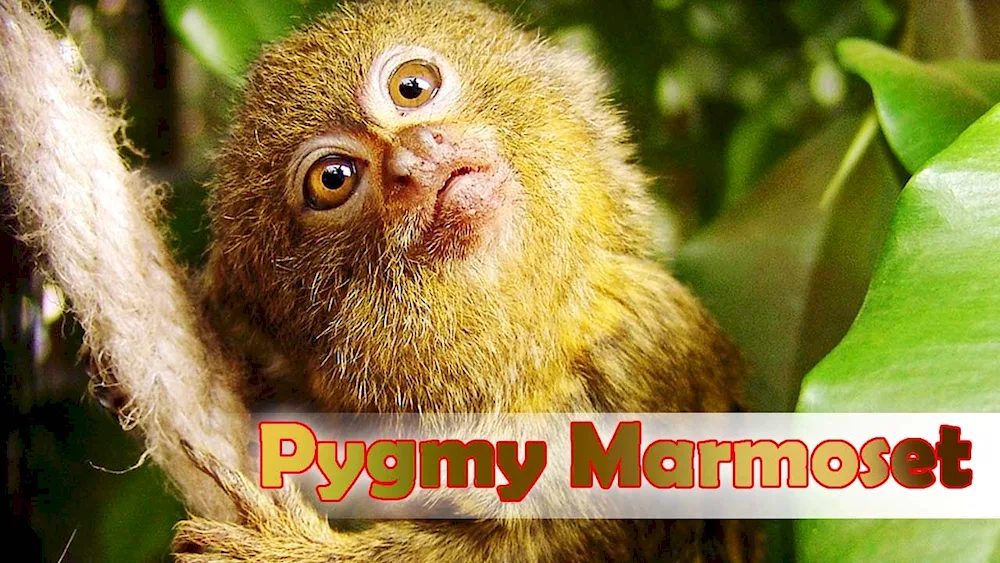 Marmoset monkey toy