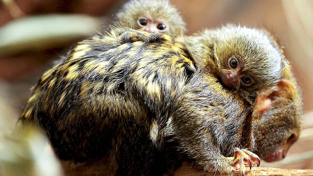 Monkeys marmoset capuchin