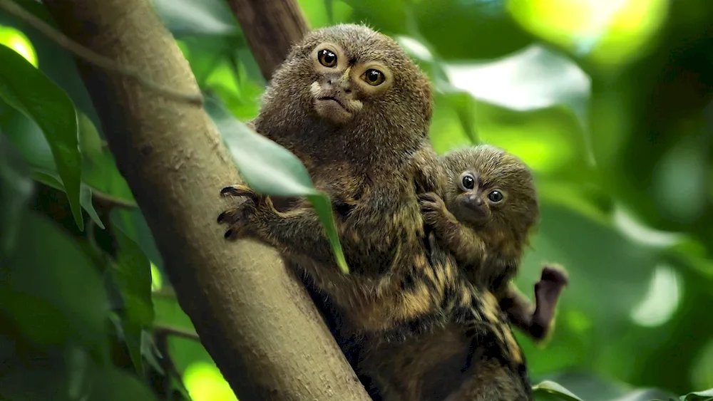 Marmoset Toy