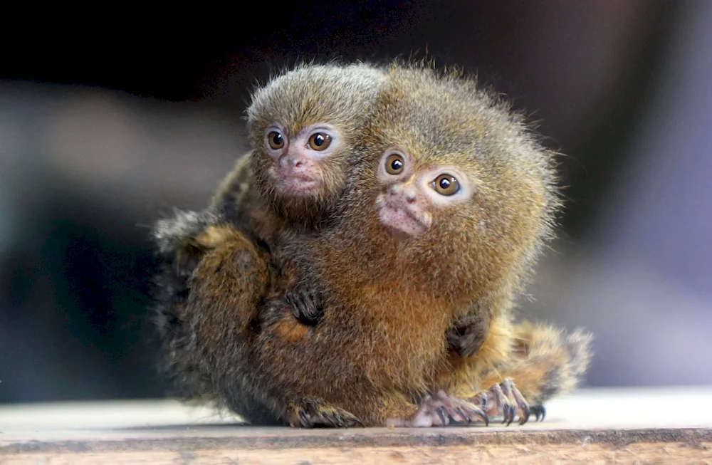 Marmoset White-eared Toy