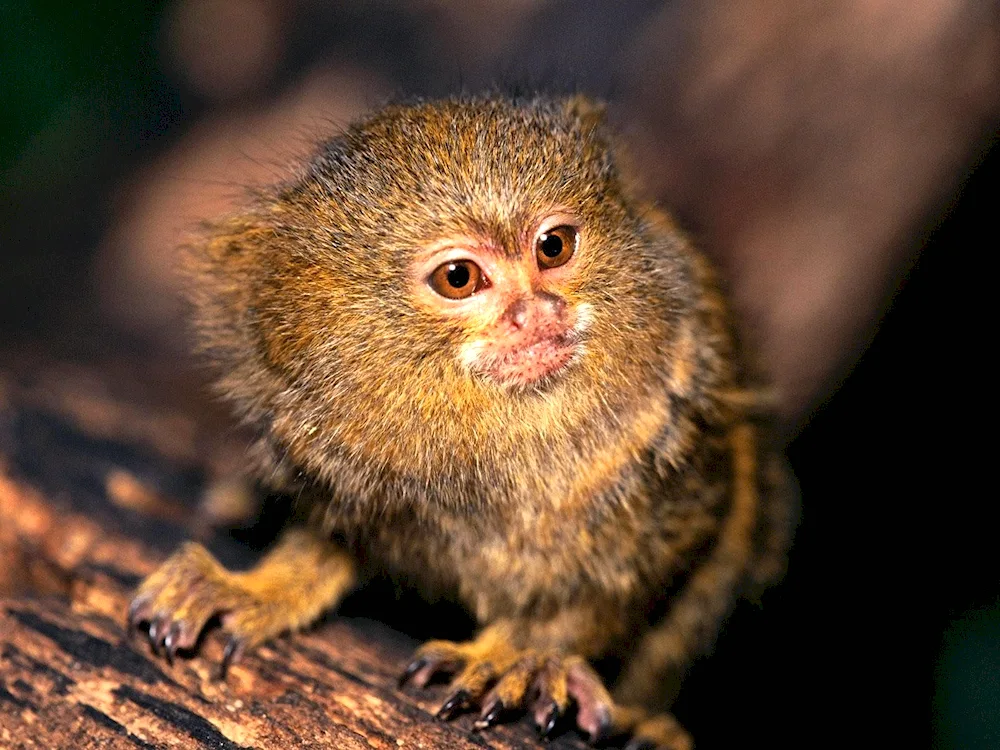 Marmoset Monkey Toy