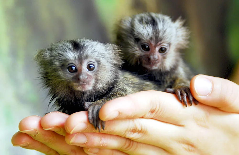 Marmoset Monkey Toy