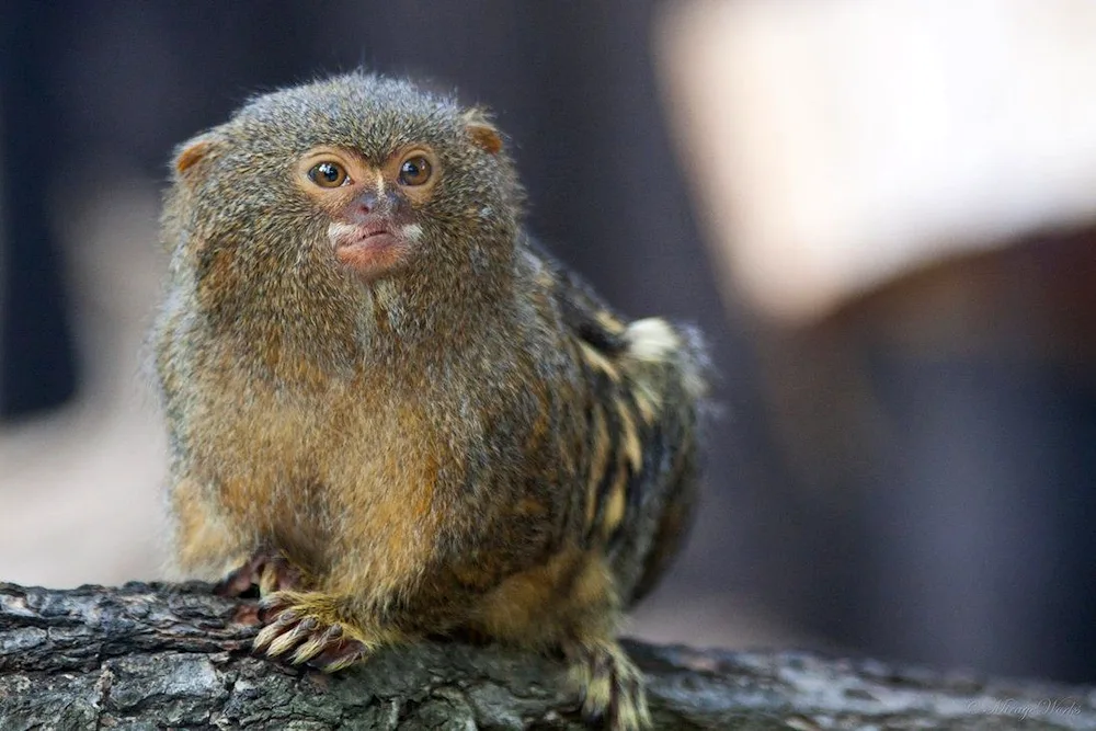 Marmoset Monkey Toy