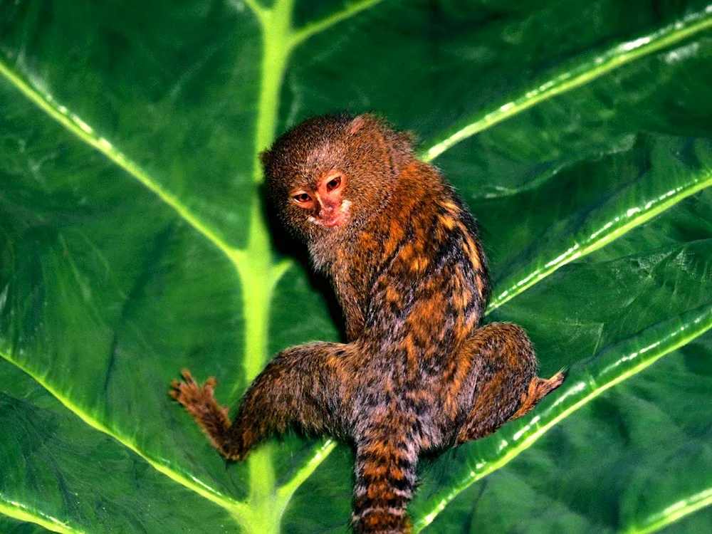 Marmoset Monkey Toy toy