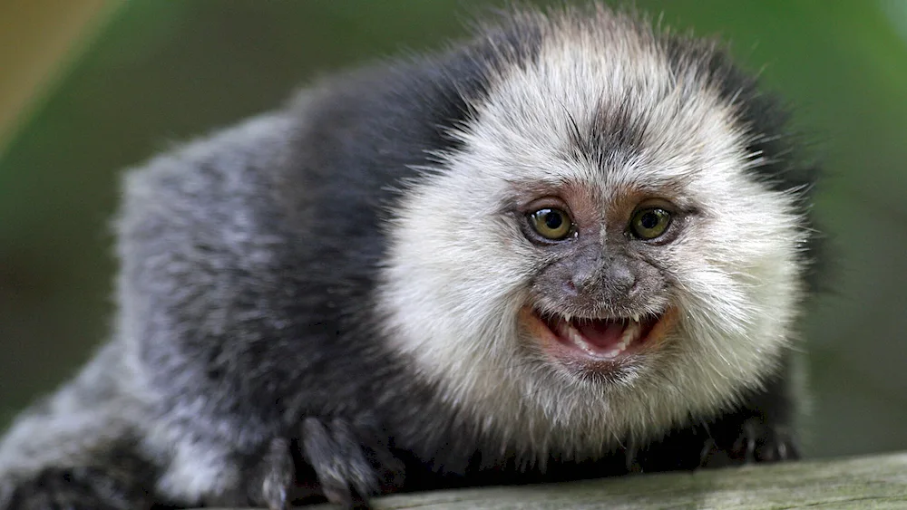 Marmoset monkey toy