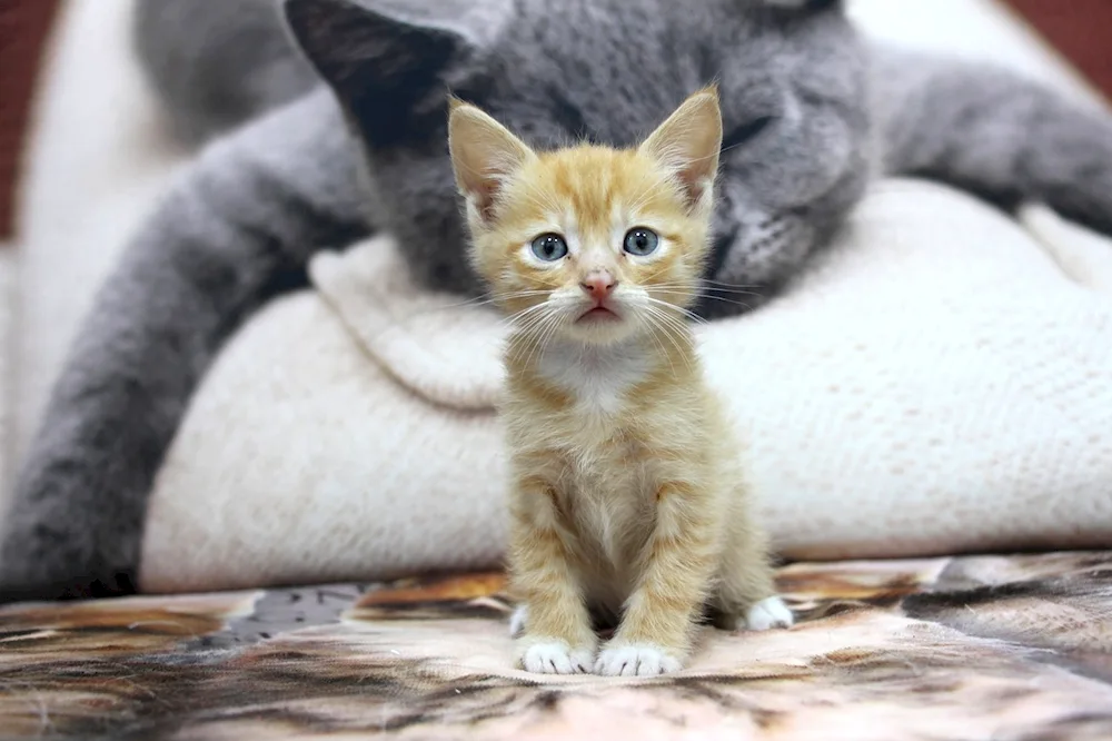 Maine Coon kitten