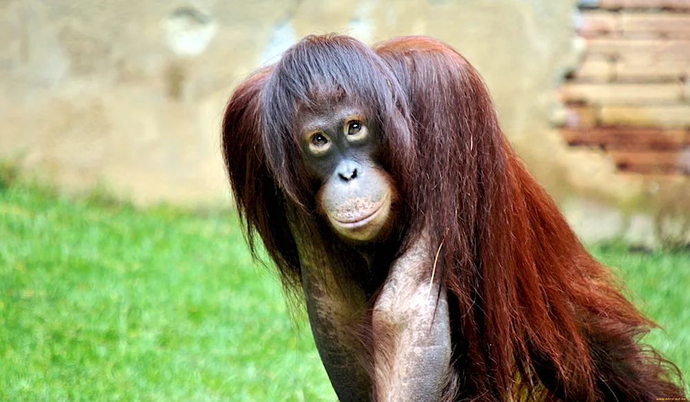 Monkey Drias