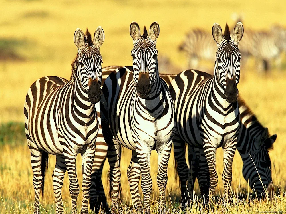 Masai Mara Zebra