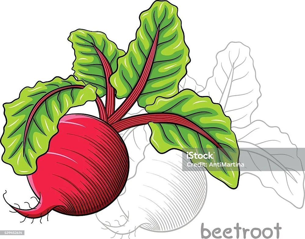 Beetroot vector