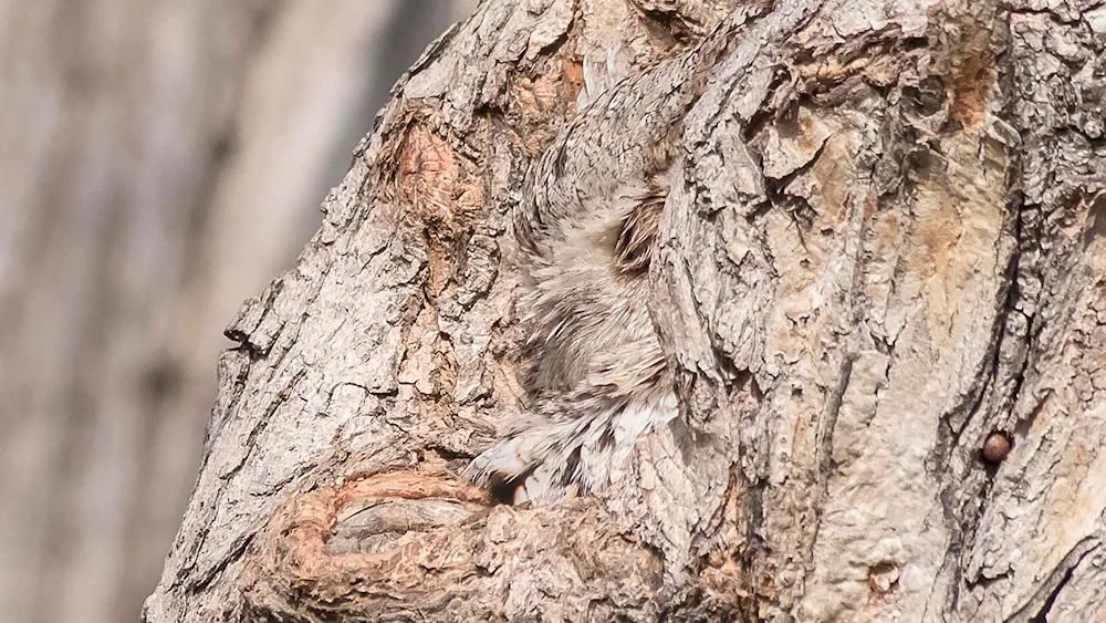 Owl's chick