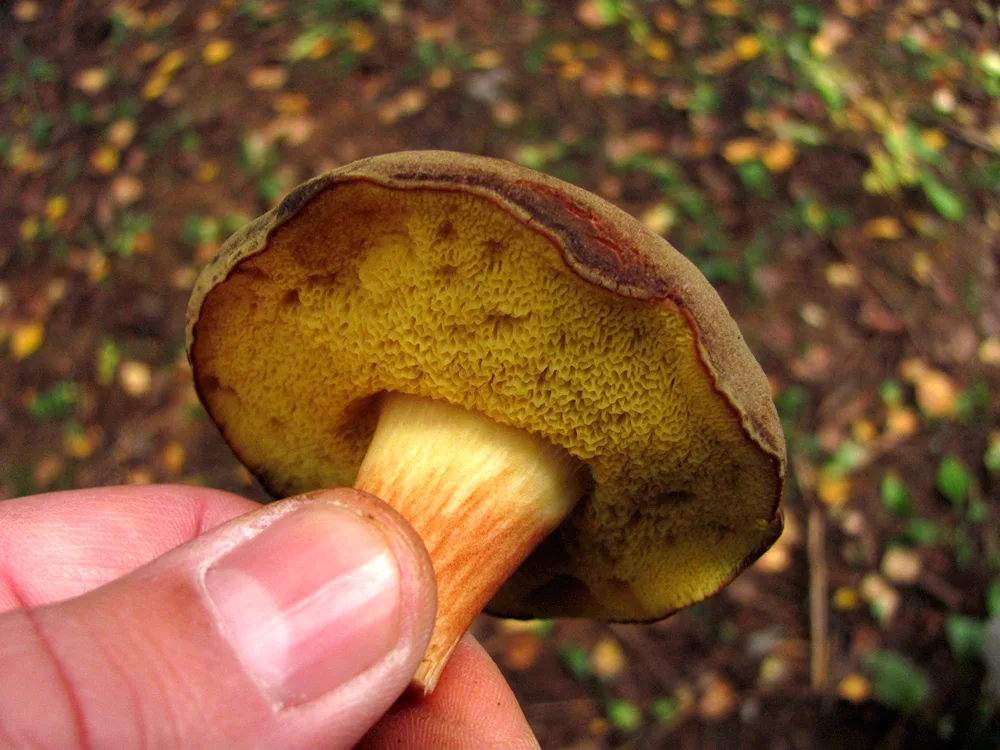 Maslyanka goat mushroom