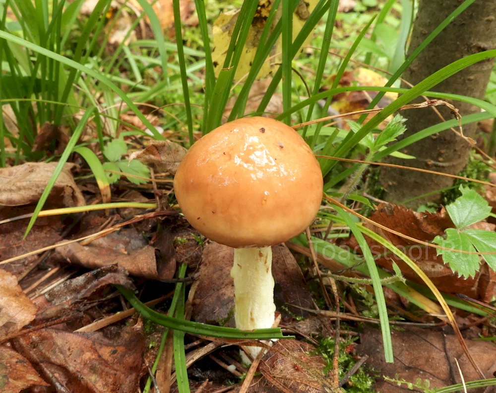 False mushroom