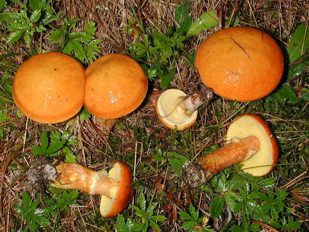 Maslyata and false mushrooms