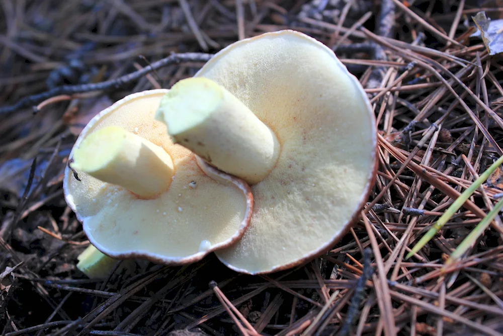 Lactarius repraesentaneus