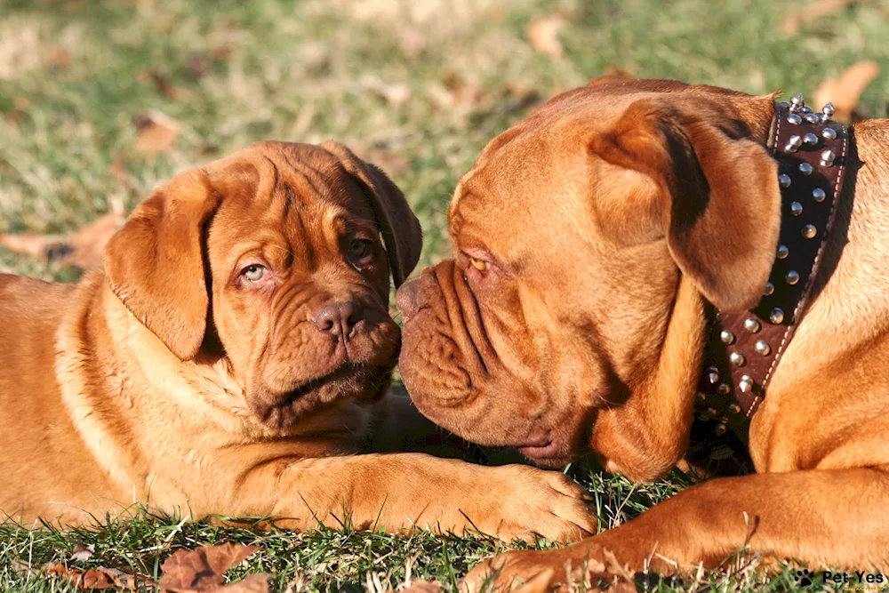 Mastiff Bordeaux Dog