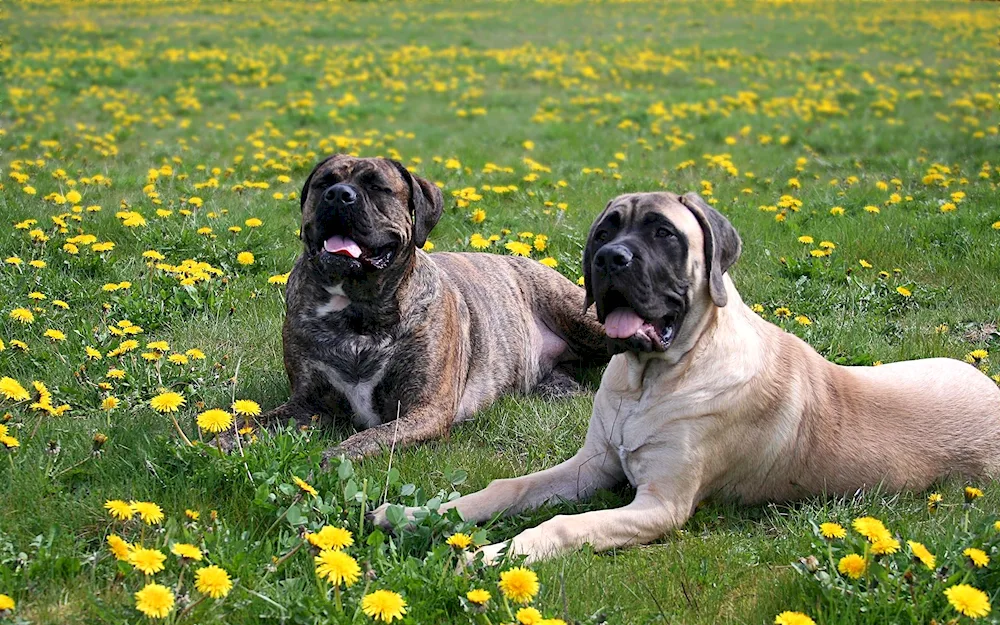 English Bulldog