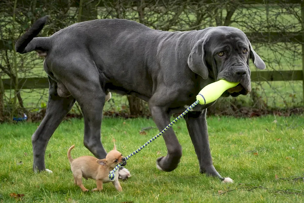 English Mastiff Mastiff