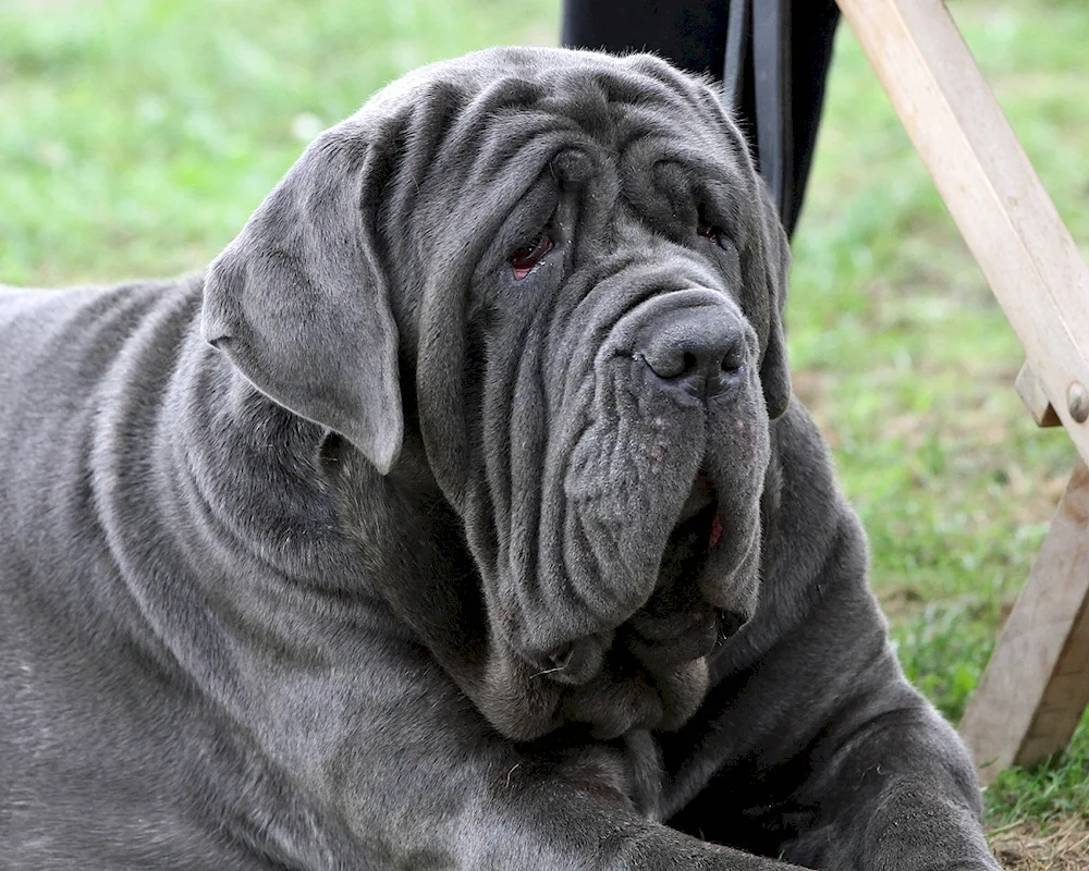 Tibetan Mastiff Hong Dong Mastiff