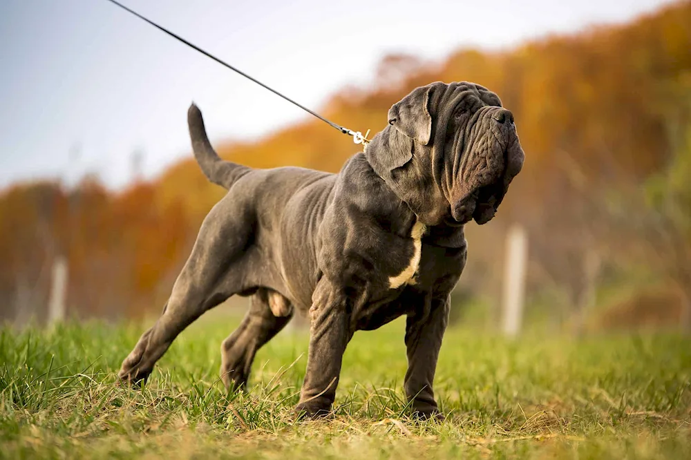 Tibetan Mastiff and the Wolfhound