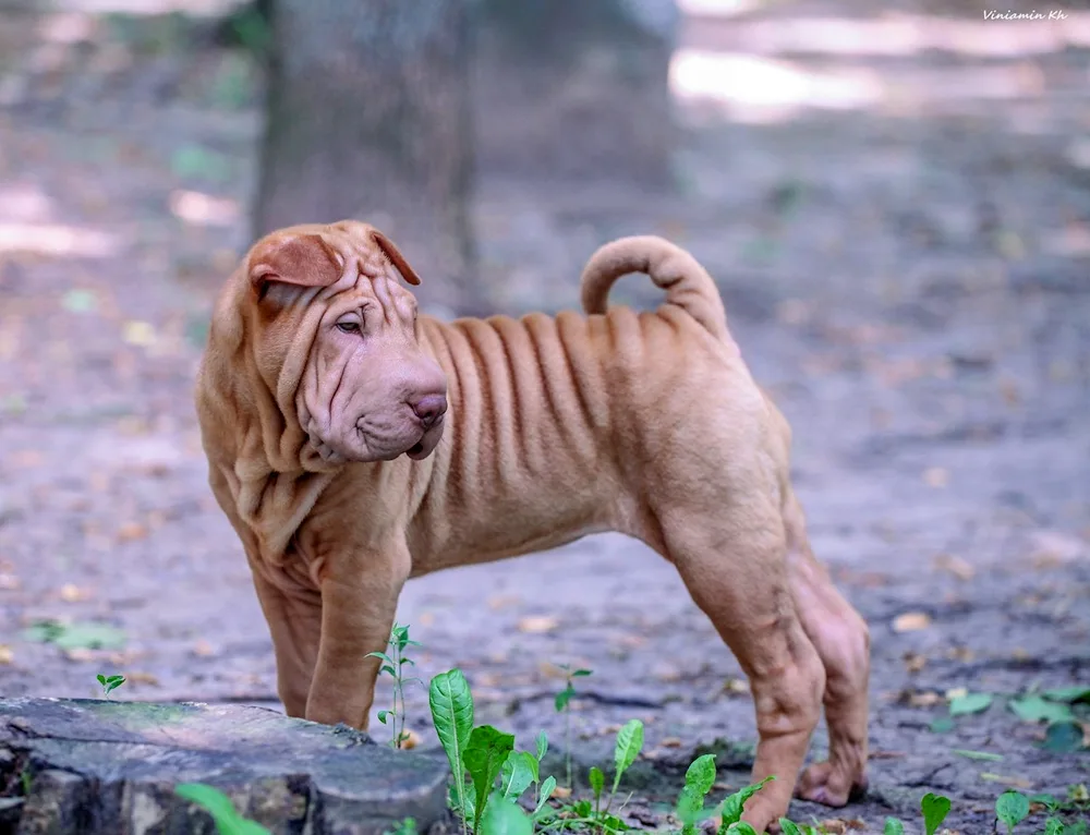 Sharpei and Labrador mestizo