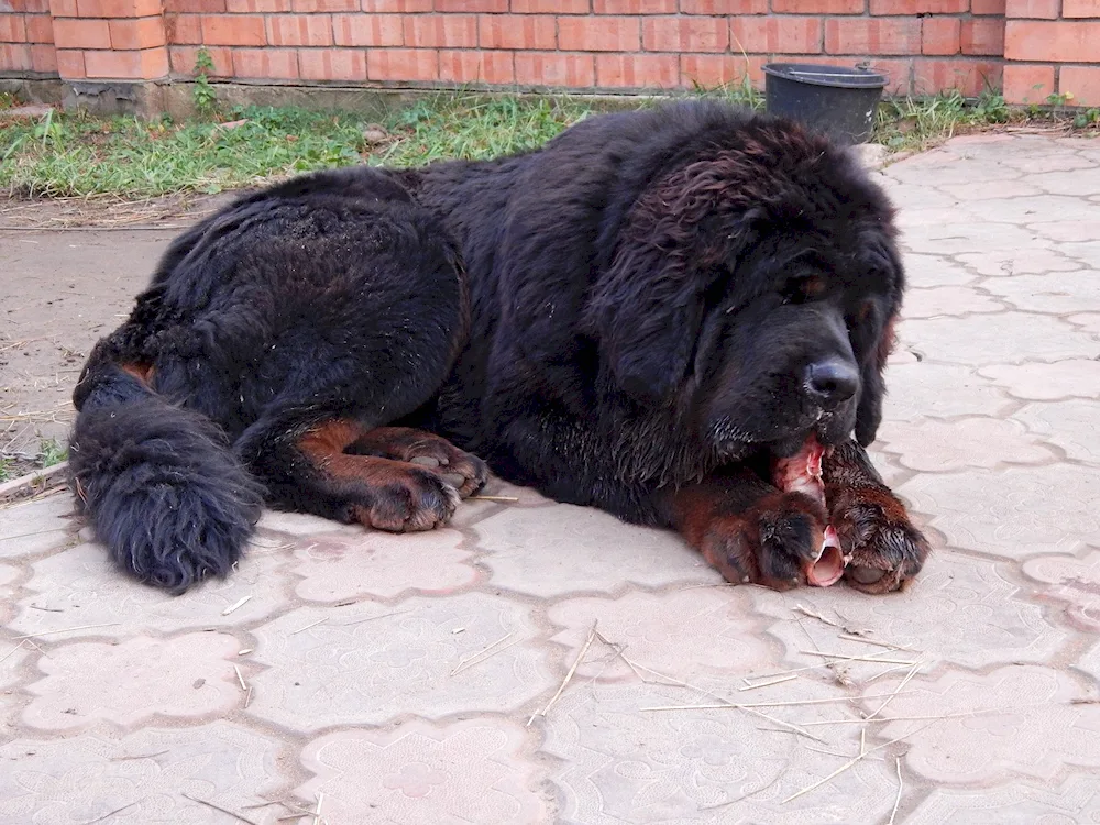 Mastiff Tibetan mastiff