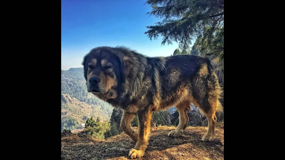 Border collie in the mountains