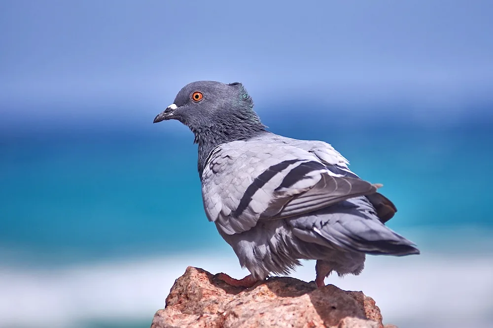 Matian pigeon