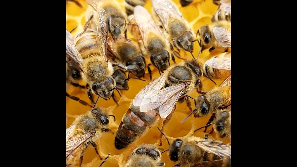 Bees on flowers