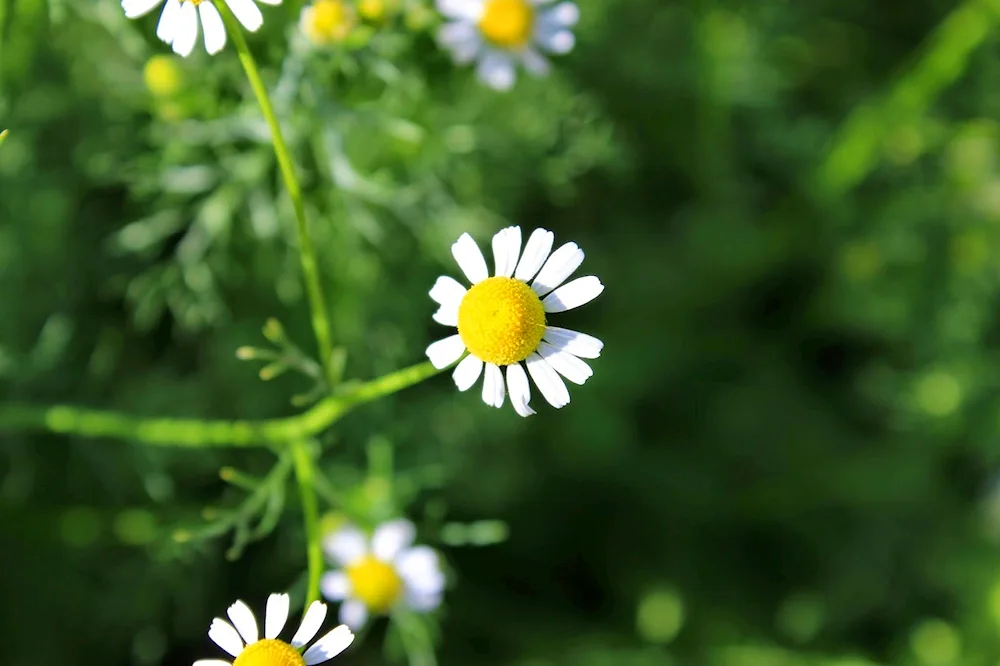 Chamomile flowers