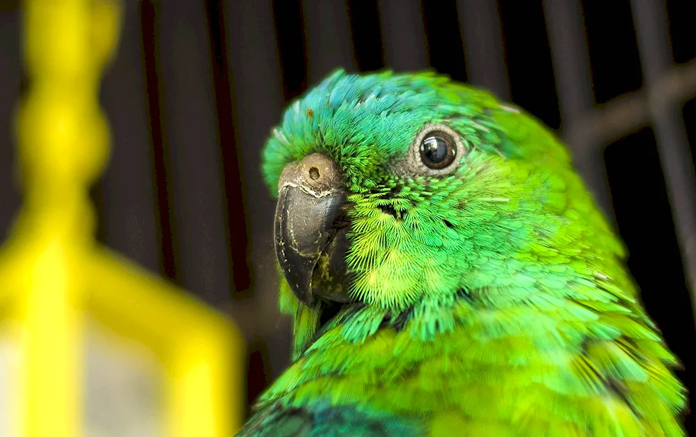 Maverick's parrot breed