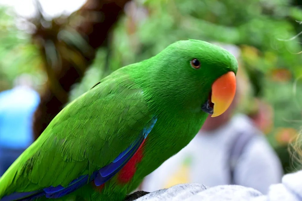 Blue yellow parrot