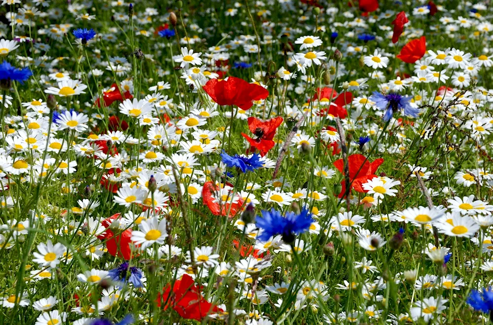 Moorish lawn Alpine meadow