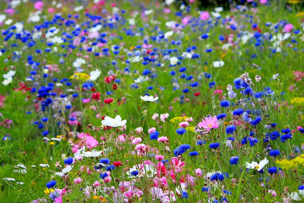 Moorish lawn nemophila