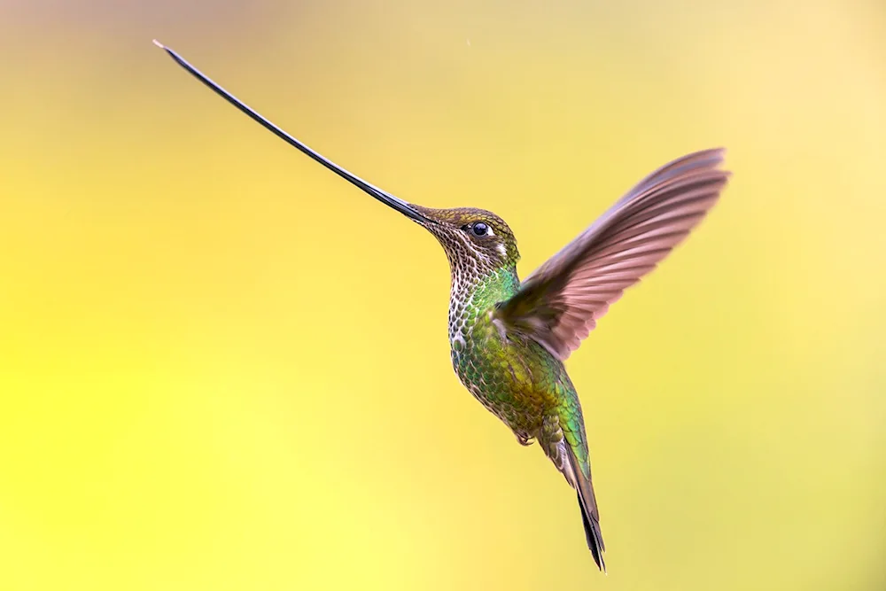 Bird Hummingbird