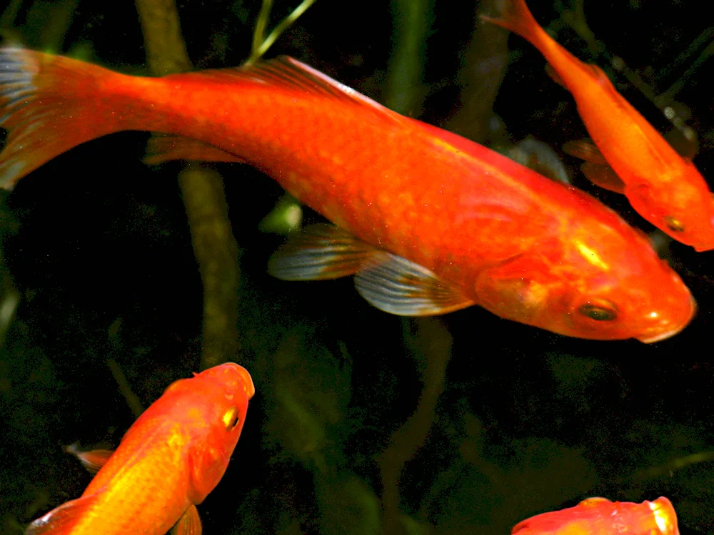 Santa Claus guppies