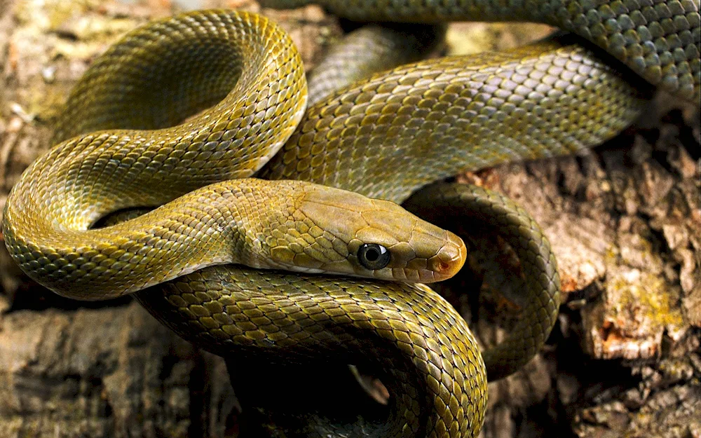 Red-tailed pit viper