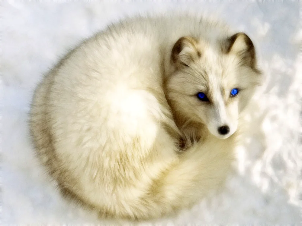 Polar Arctic Fox