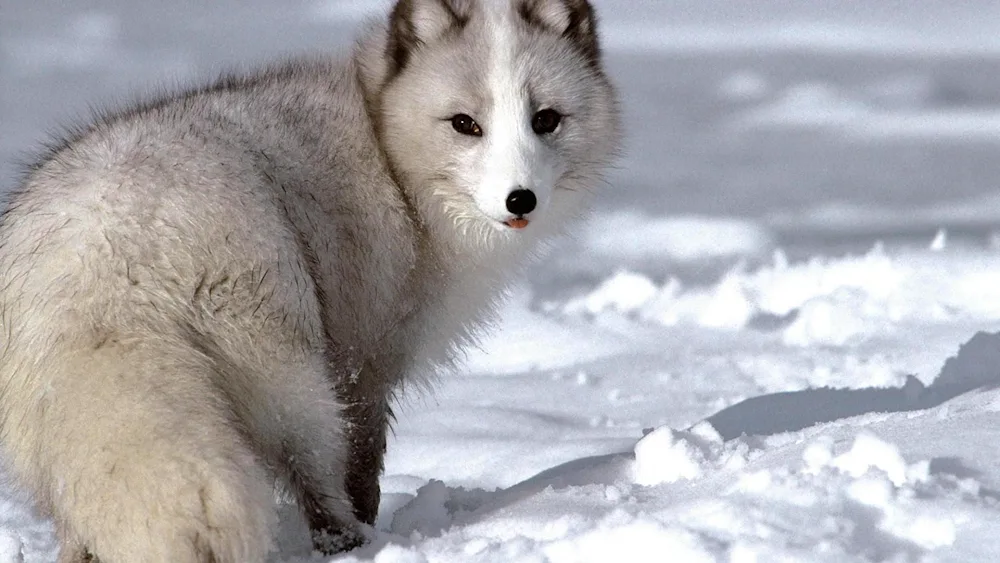 Polar Fox