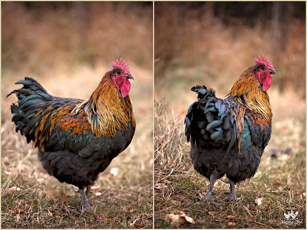 Maran hens eggs