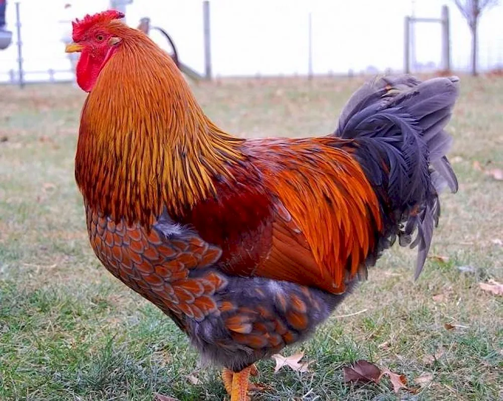 Copper Maran hens