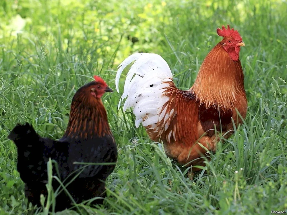 Chickens with a rooster