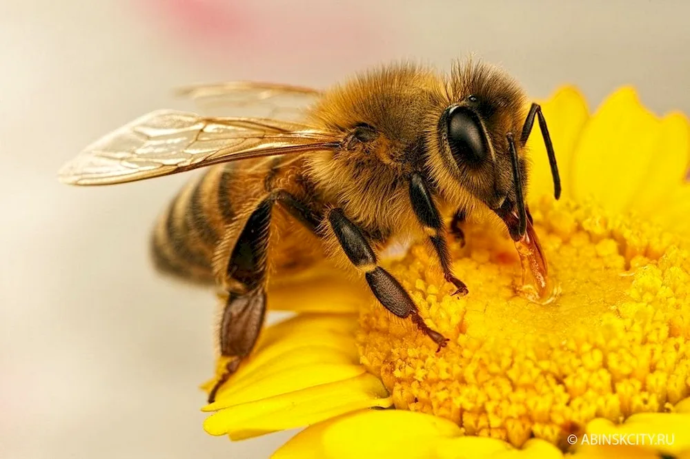 Honey bee. hive