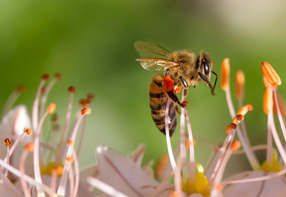 Bees pollinate plants