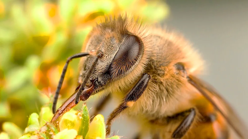 Honeybees Swarm