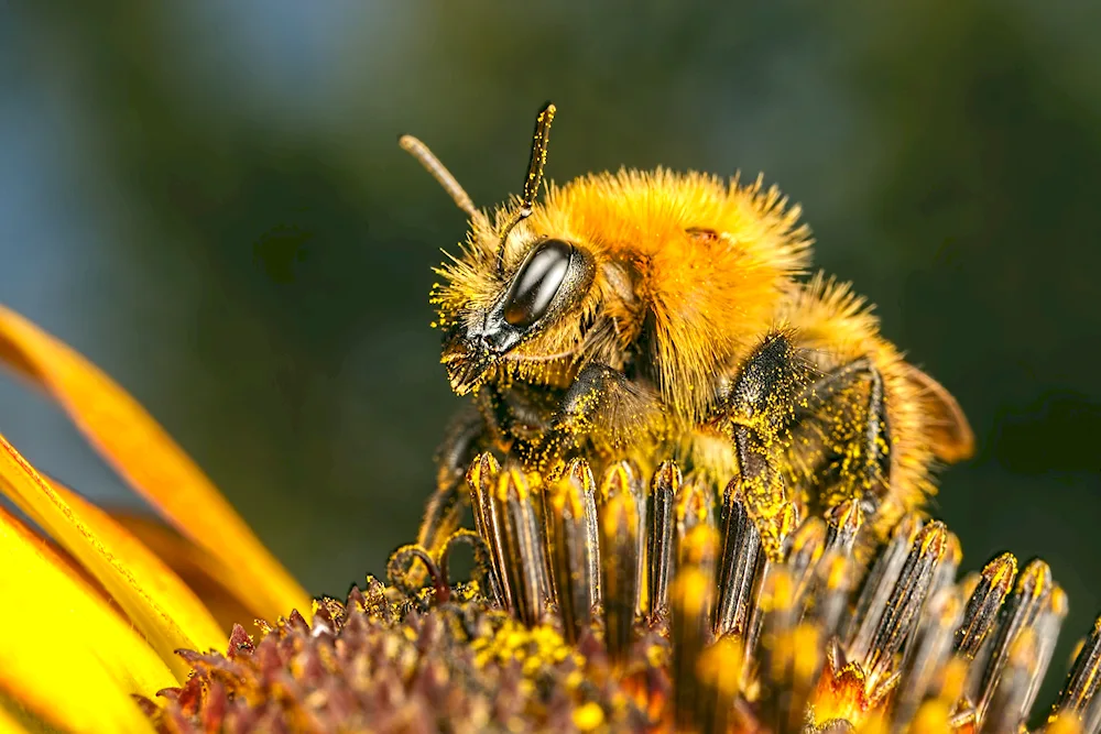 Bumblebee tree bee