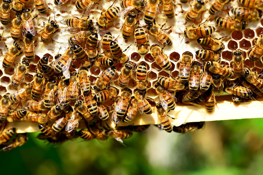 Himalayan honeybee