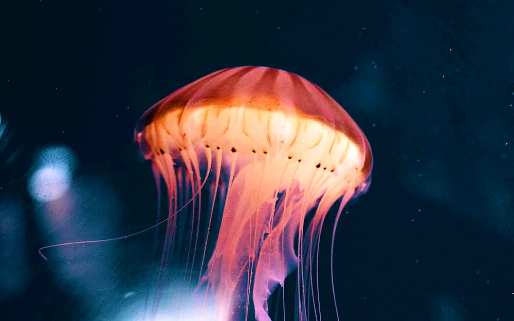 Jellyfish Chrysaora