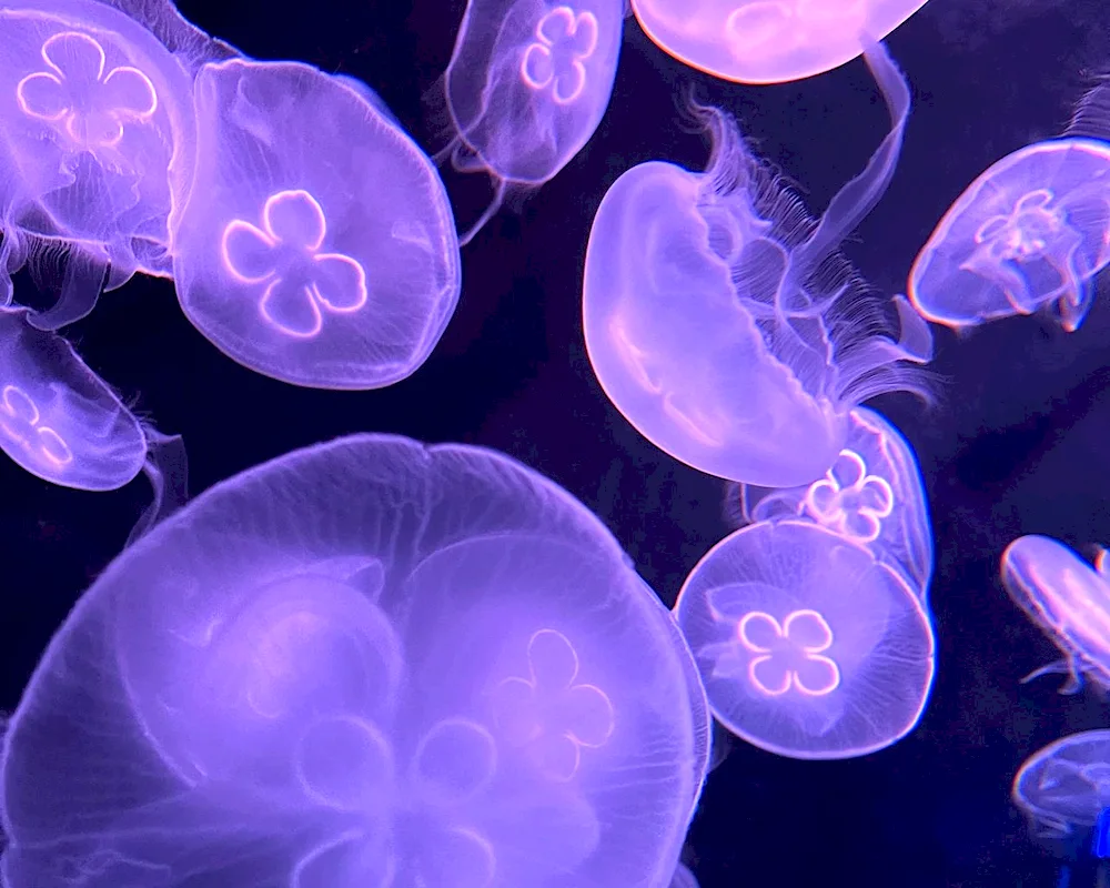 Jellyfish 4k